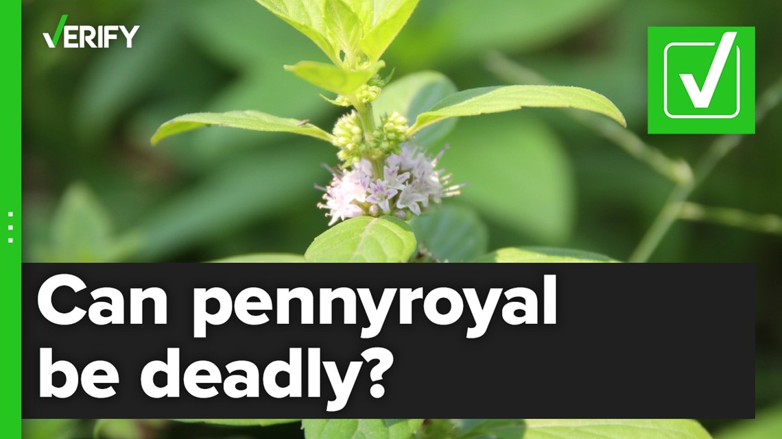 Fact-checking if pennyroyal, can cause death
