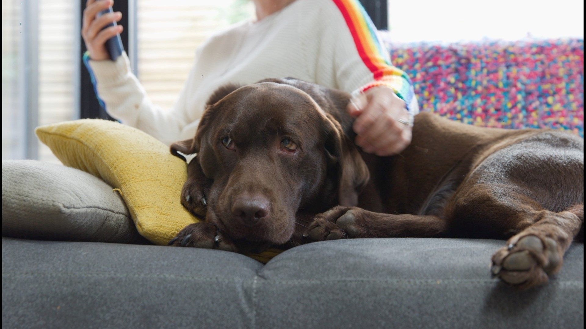 How Do Dogs Cope With The Death Of Another Dog