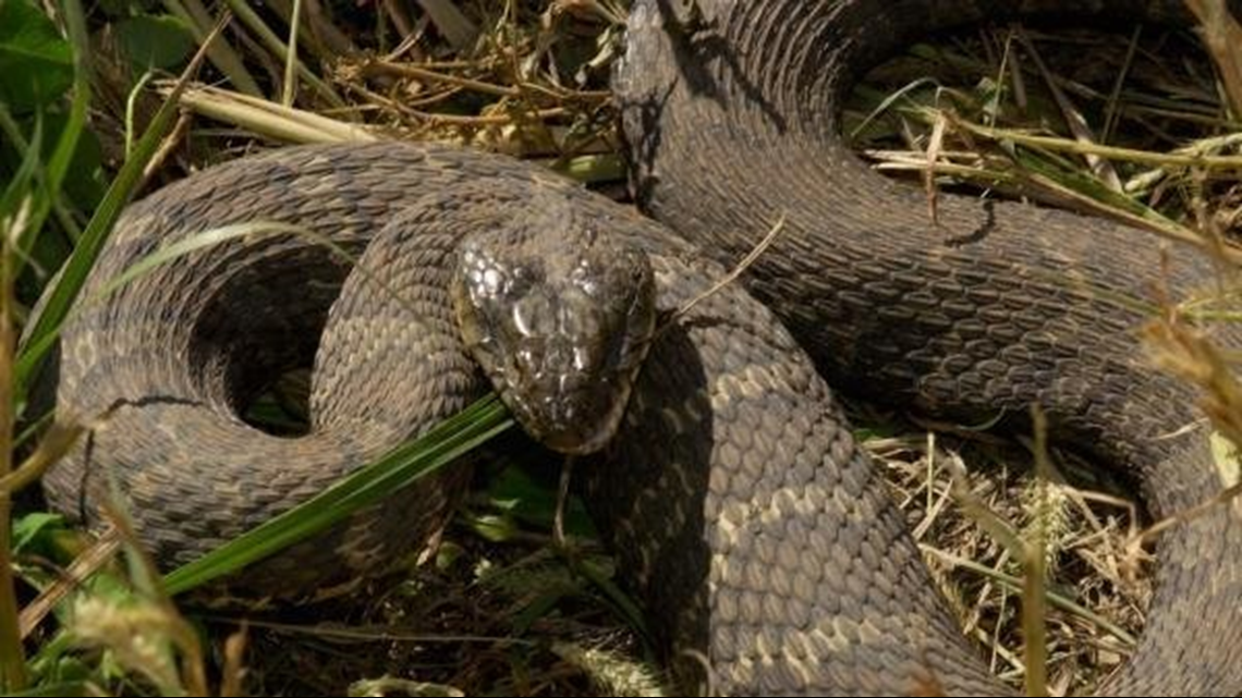 remote control water snake