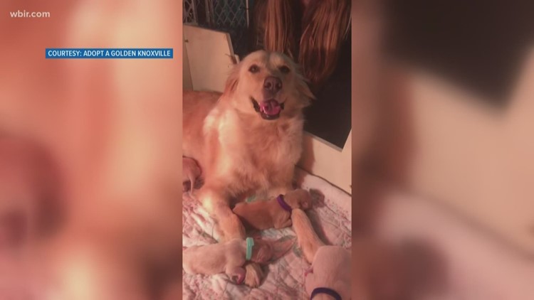 Welcome To The World Adopt A Golden Knoxville Rescue Dog Has Puppies Wfaa Com