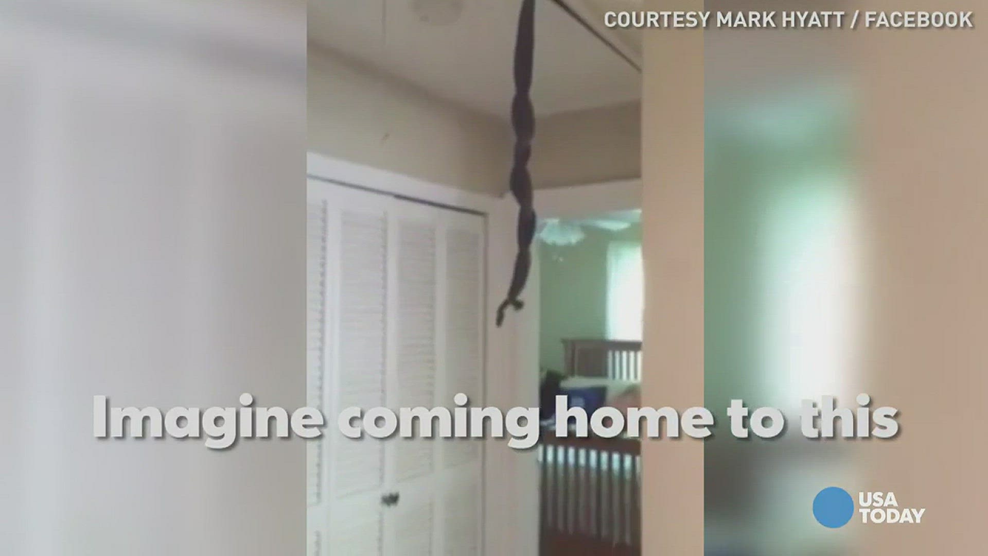 A South Carolina man found two snakes braided together and dangling from his attic door. He was able to chase one out of the house but says the other one may still be inside!