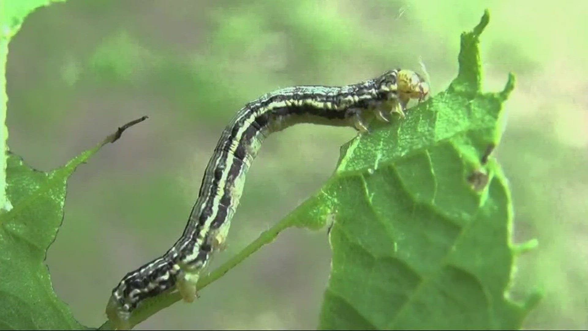 Cankerworms are tiny caterpillars that feed off trees, especially the hackberry.