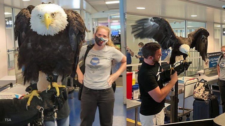 Bald eagle spotted going through TSA at Charlotte airport