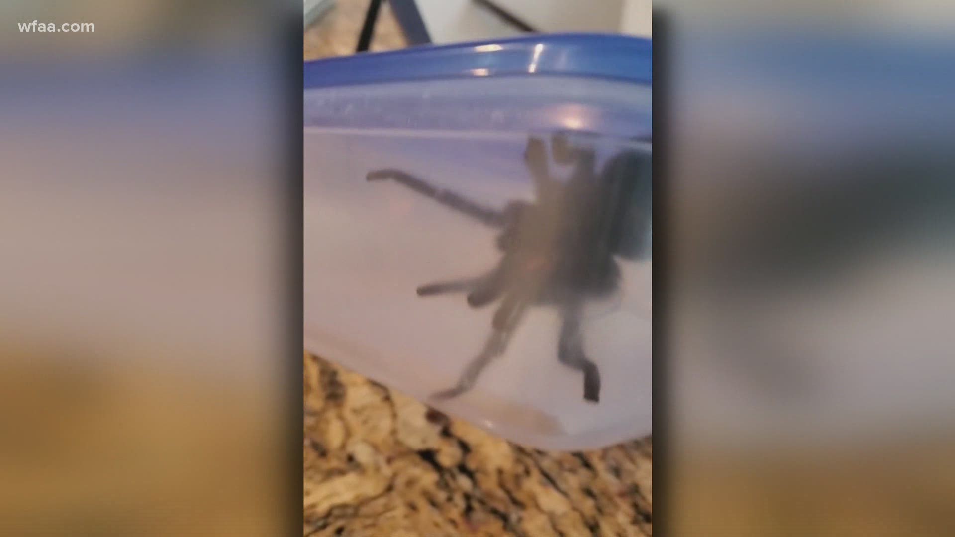 The woman said she saw the spider when her dog was just a few feet away.