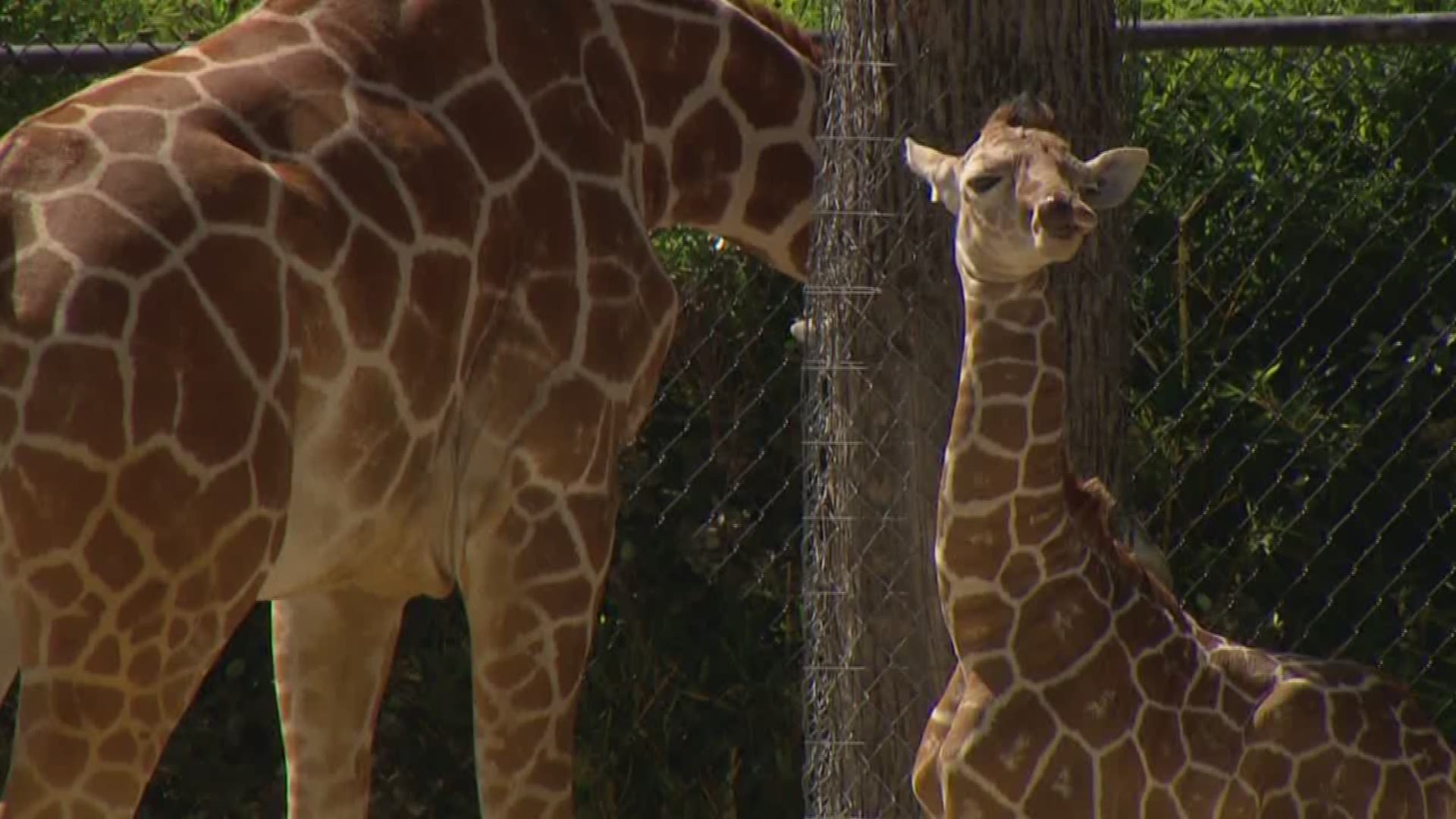 Fort Worth Zoo debuts baby giraffe with lowkey, surprise approach ...