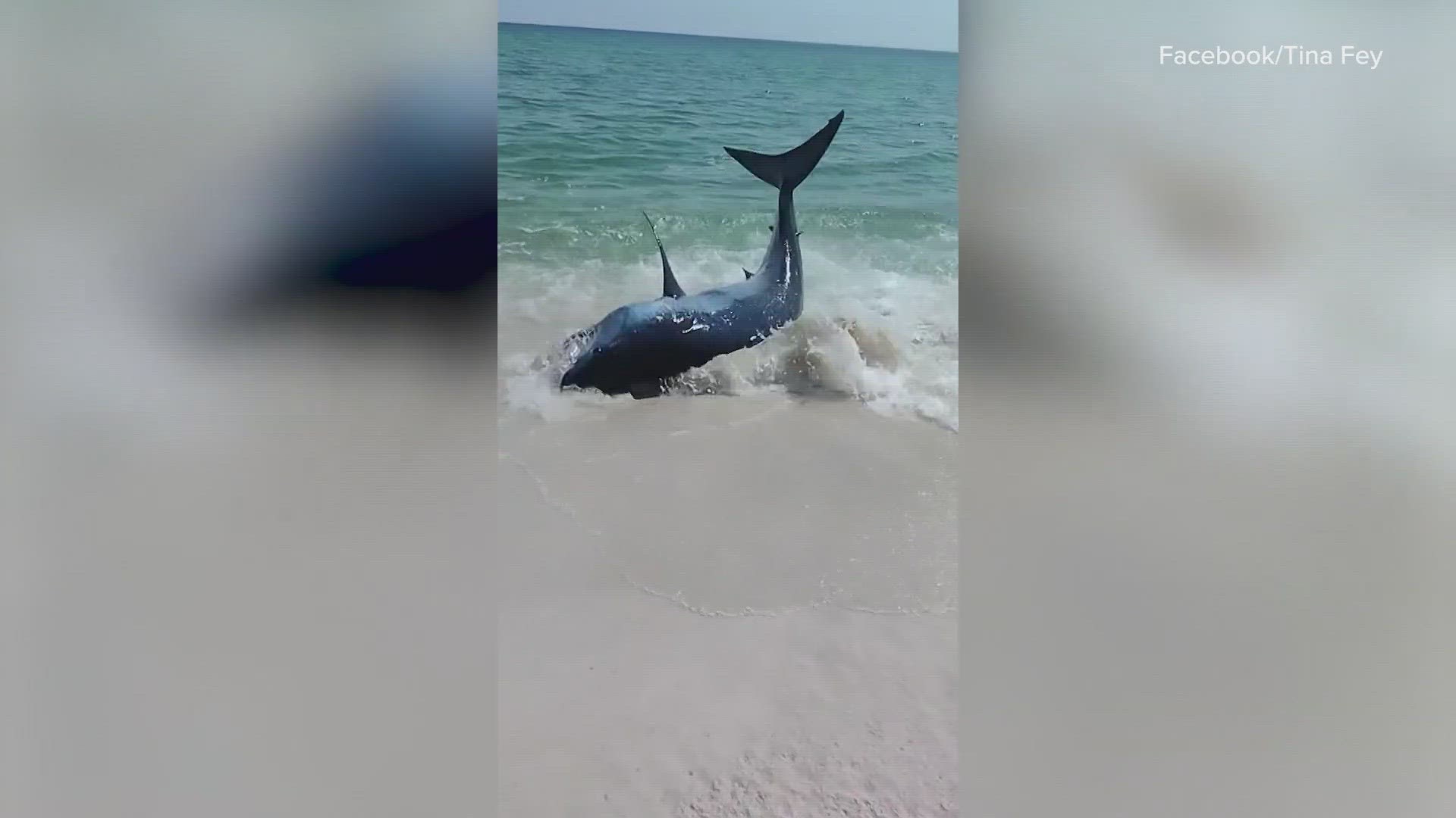 The mako shark was stuck onshore, so people helped it get back into deeper water.