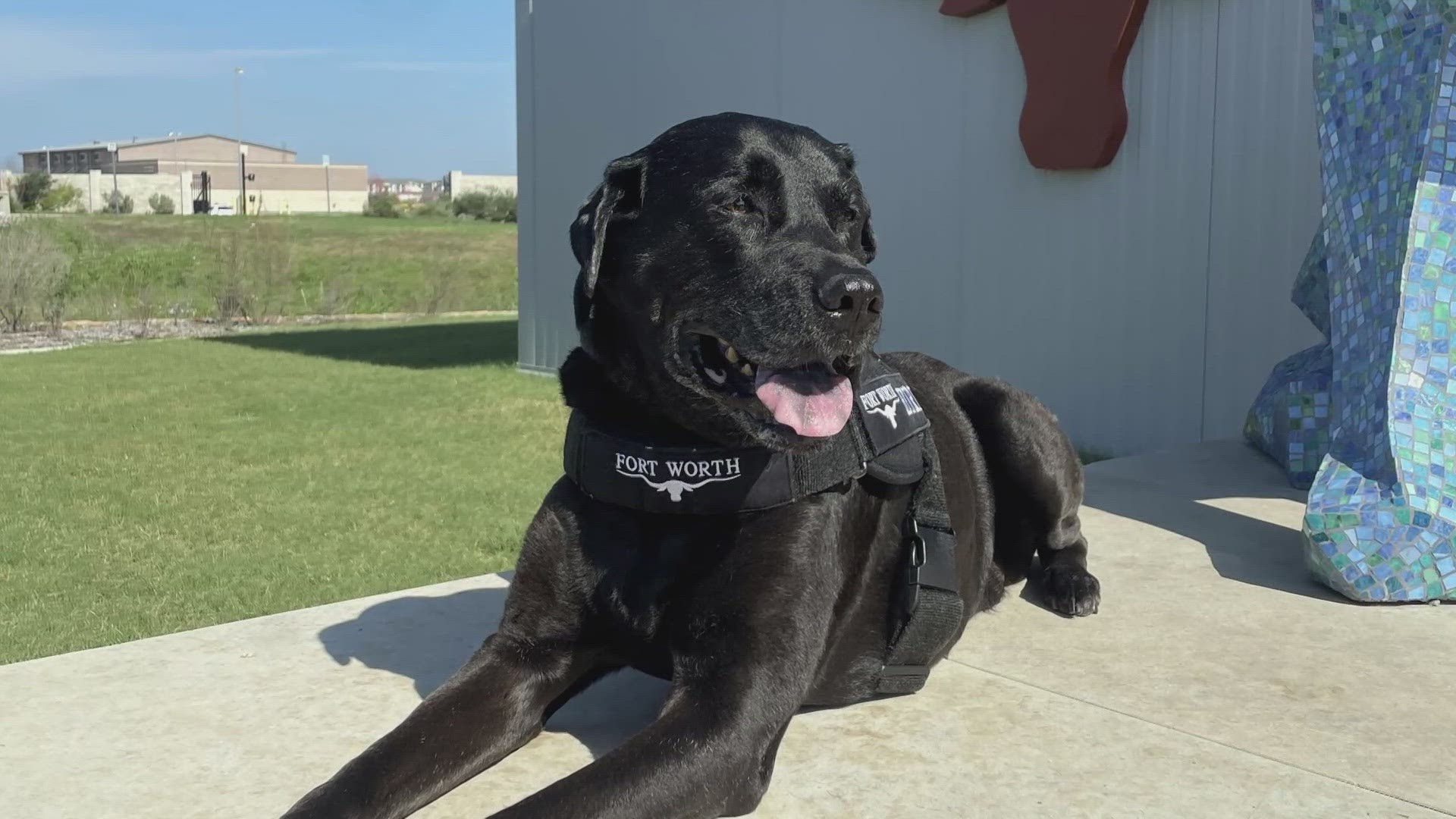 Henry emerged as the recognizable face of the Fort Worth Animal Shelter. He worked for a decade as the city's ambassador to increase awareness for homeless pets.