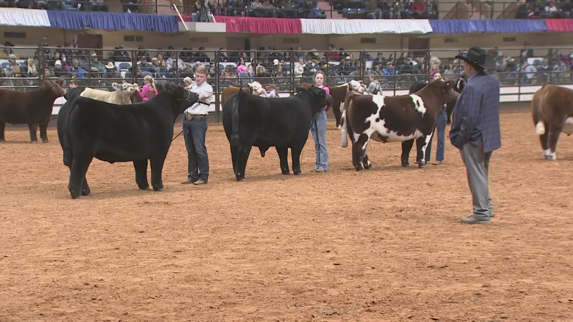 A Sterling City teen was raised as the grand champion steer at the 2022 Fort Worth Stock Show & Rodeo.