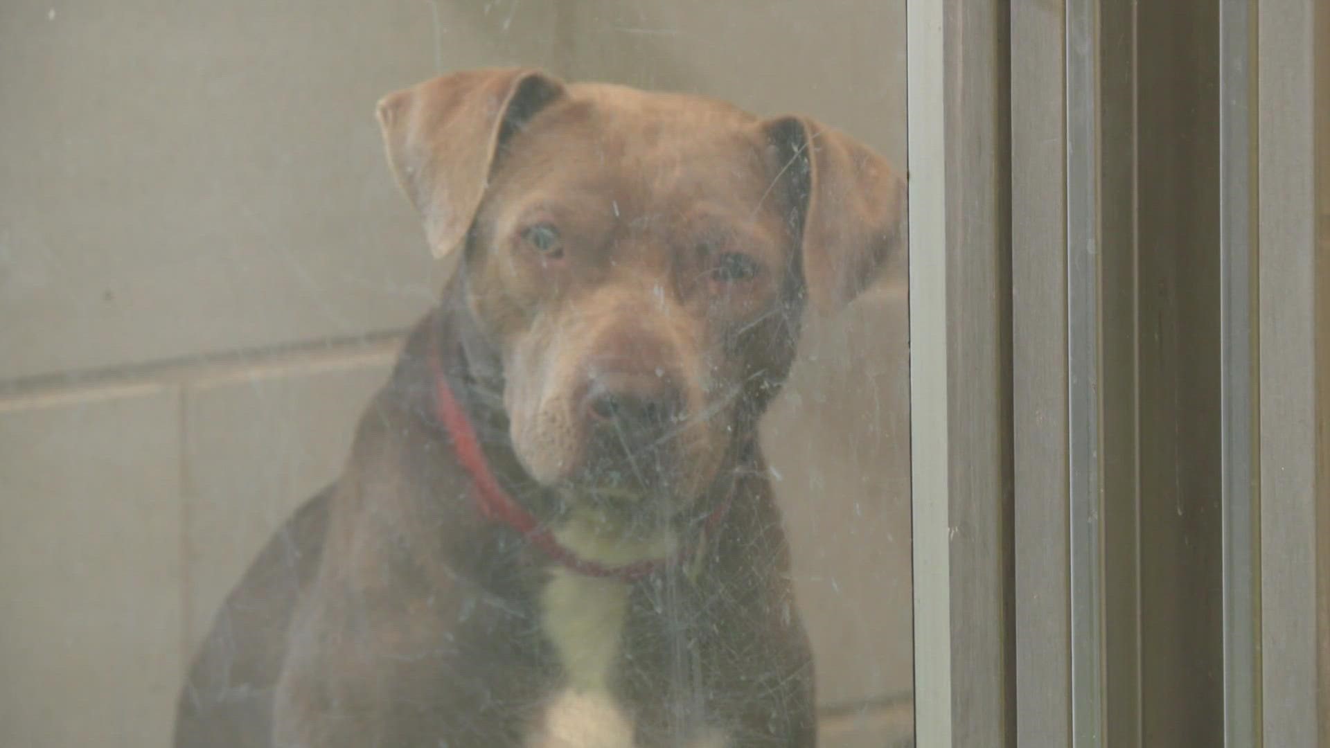 The shelter said Monday it is considering euthanizing 15 dogs that "are sick, suffering or are dangerous" as a result of the capacity numbers.