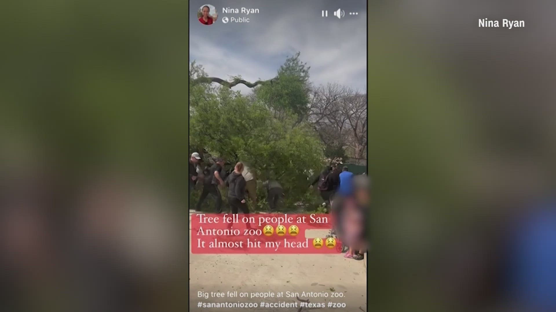 Medics took seven people, including five children, to University Hospital after a tree fell on a family visiting the San Antonio Zoo on Wednesday.