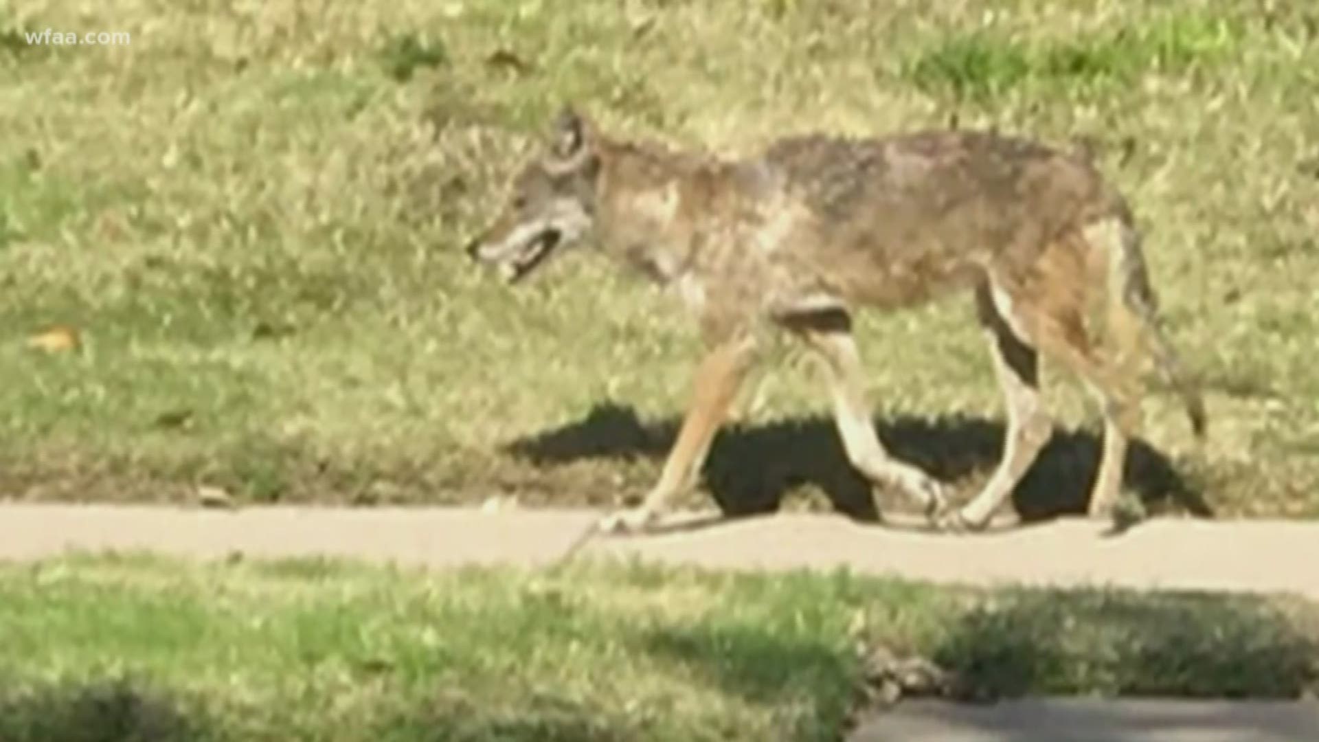 Coyotes put Frisco neighborhood on edge