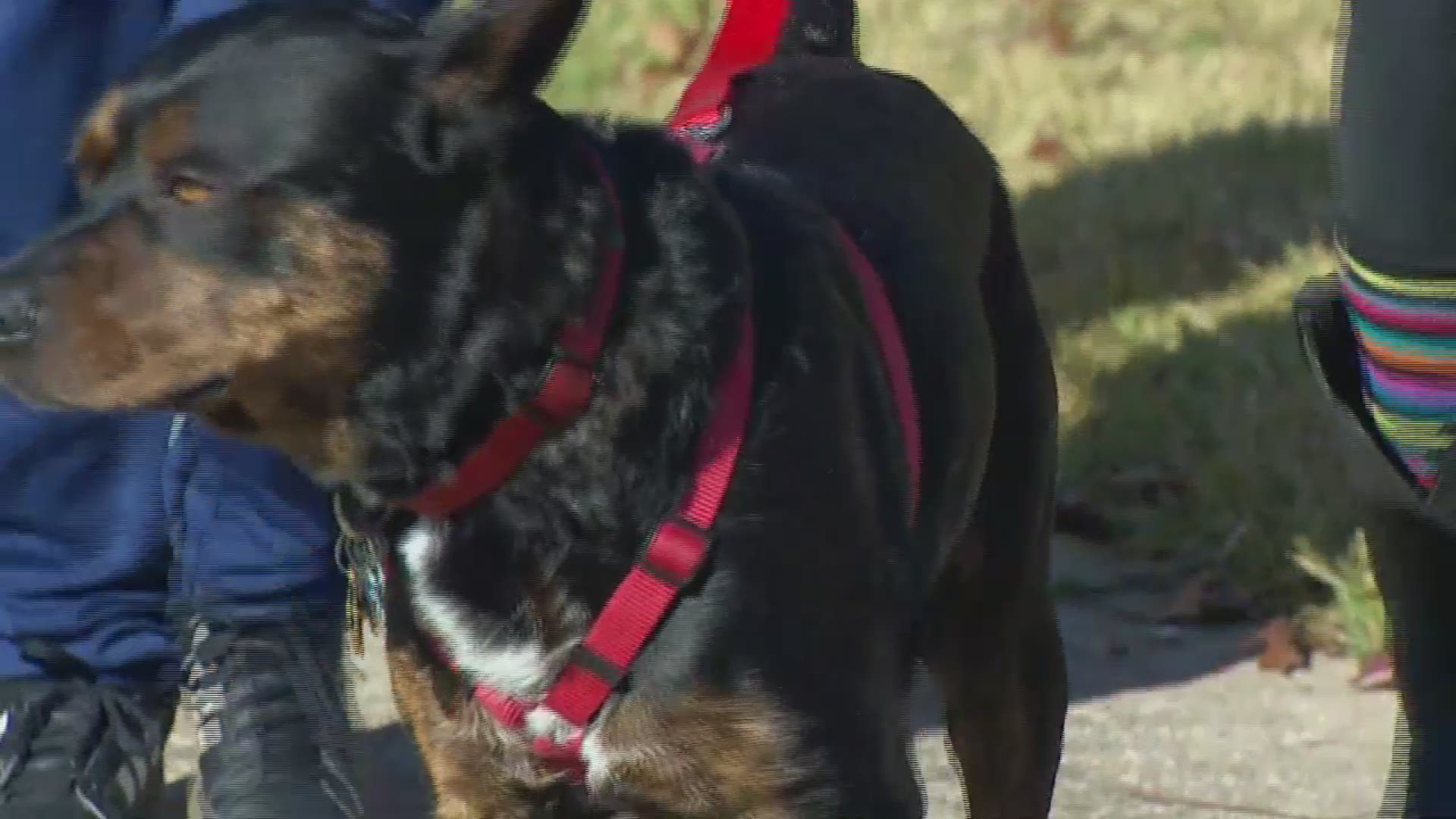 Teresa Woodard has the heartwarming story of a cross-country dog rescue.
