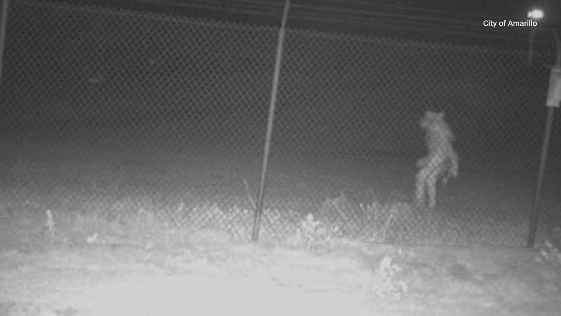 A chupacabra? A person dressed in a costume? Sonic the Hedgehog? The image was captured outside the Amarillo Zoo in the overnight hours of May 21.