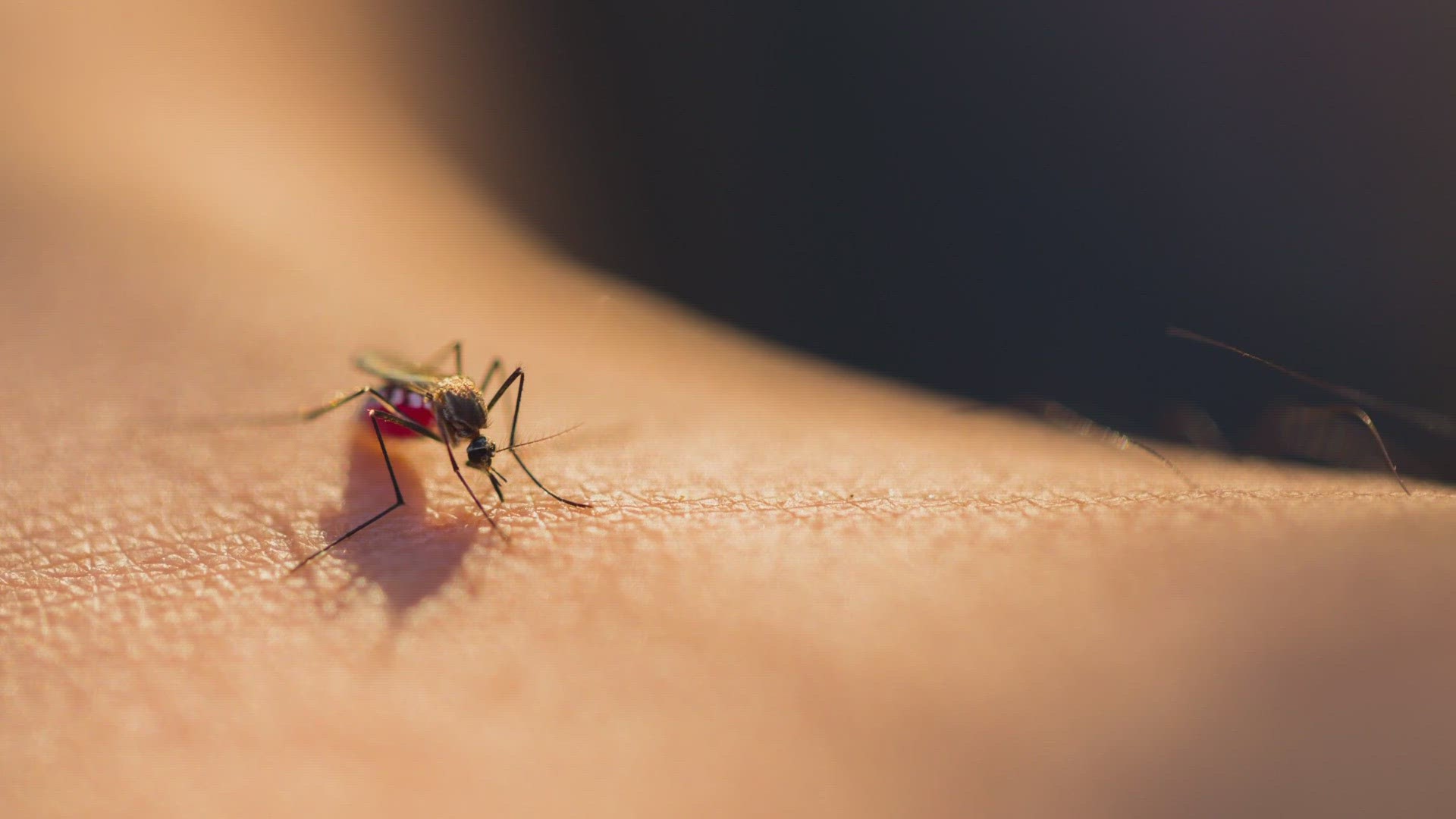 Scientists say people with a plant-based diet may be less likely to attract mosquitos.