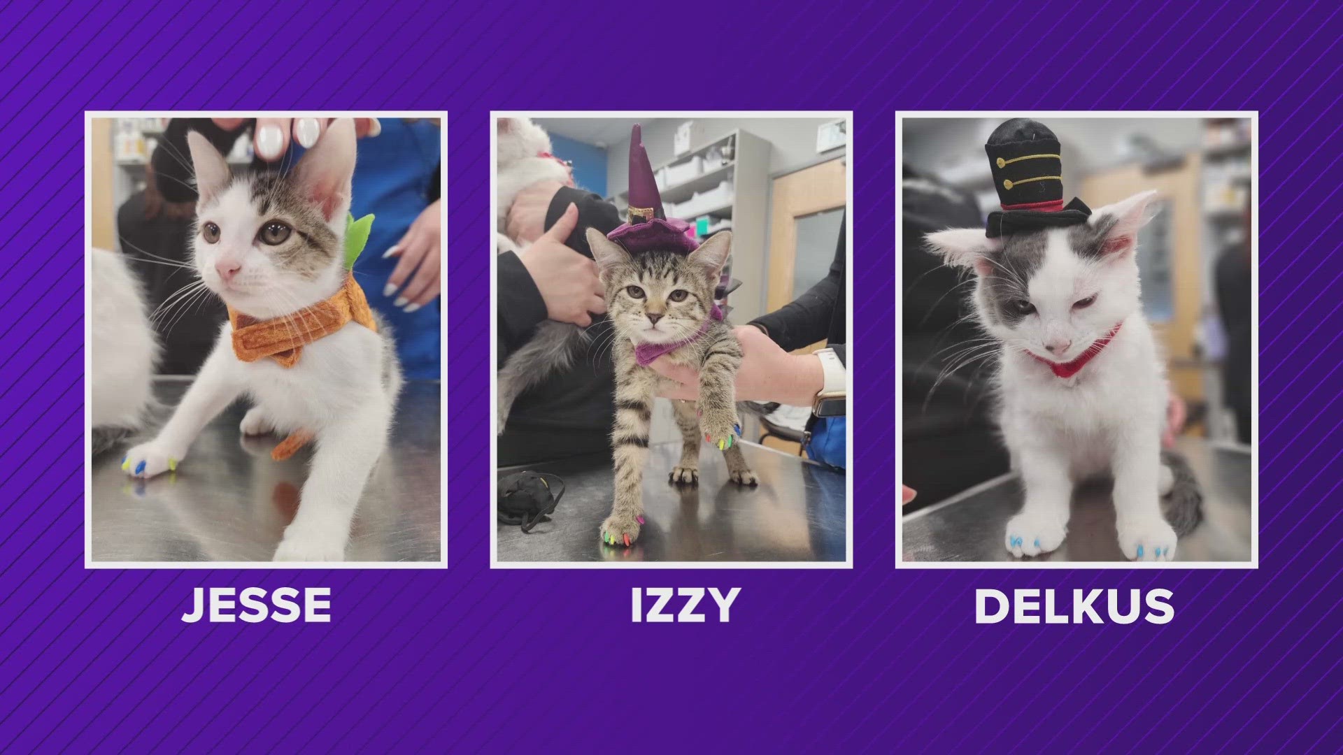 How'd you like to adopt Izzy, Pete and Jesse?!