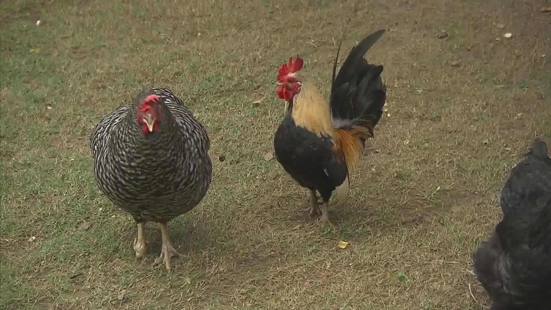 CDC issues warning about backyard chicken eggs