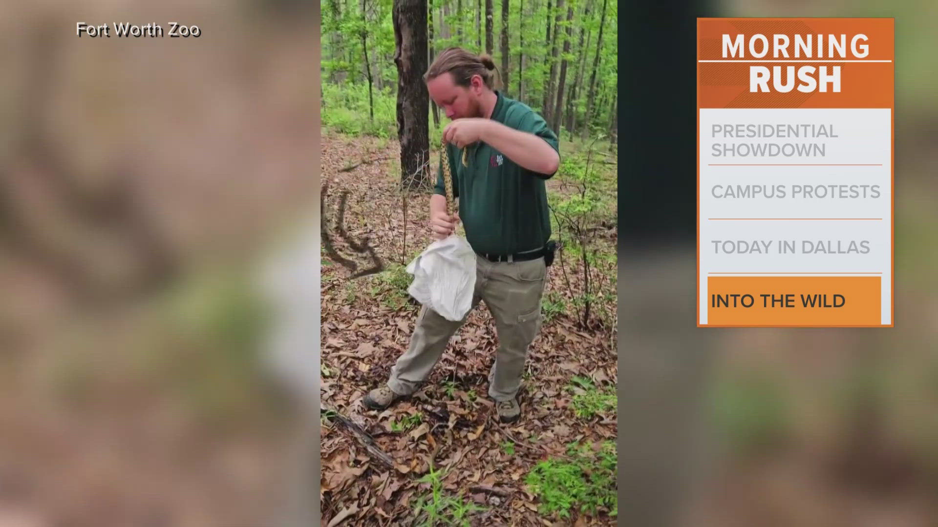 The snakes were released into the wild in Louisiana, officials said.
