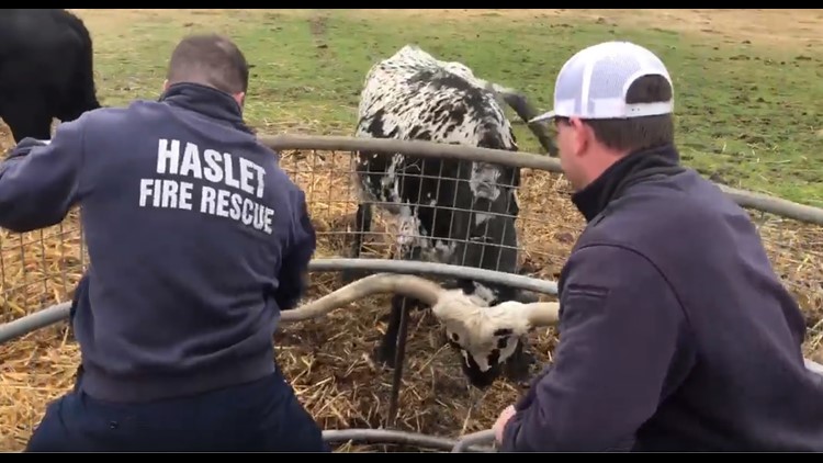 Stuck Longhorn Gets Help In Haslet Wfaa Com