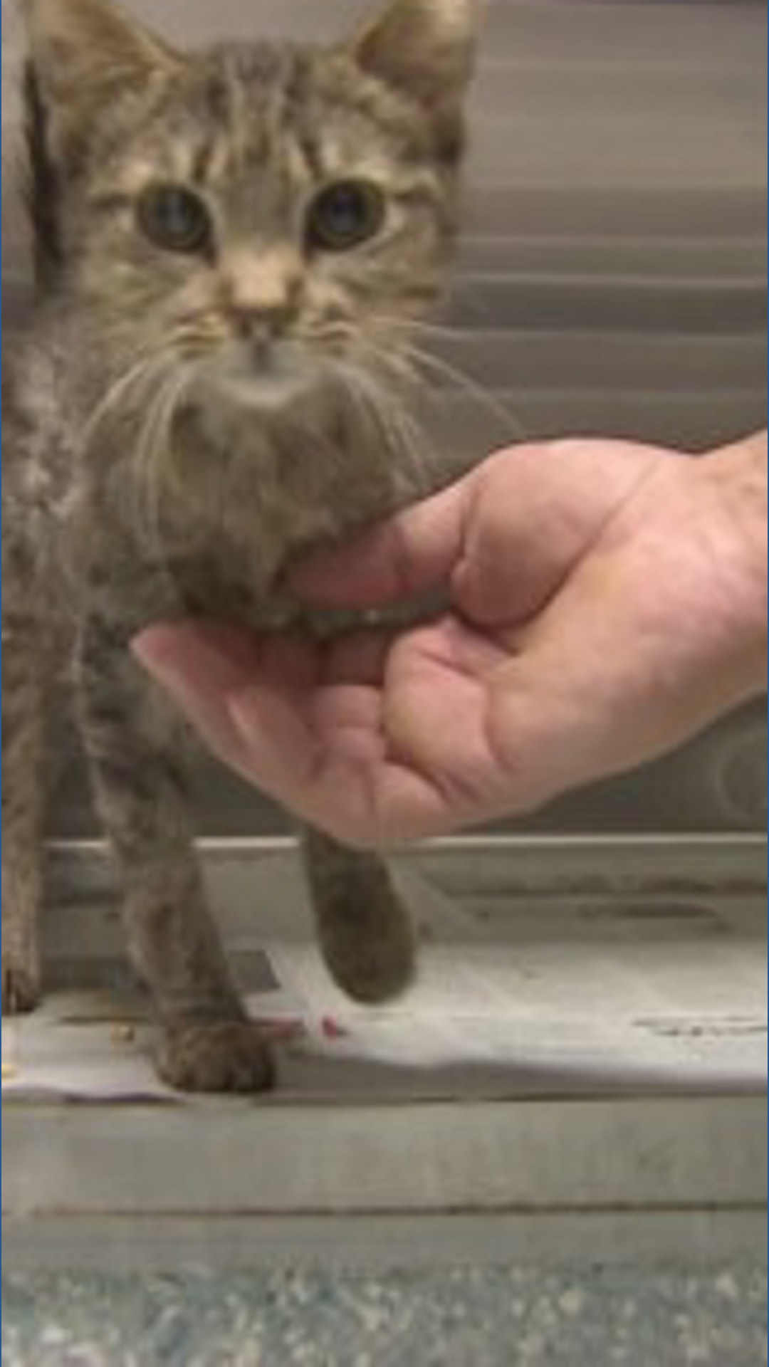 Dozens of cats rescued from ‘deplorable’ Garland home in largest case ...