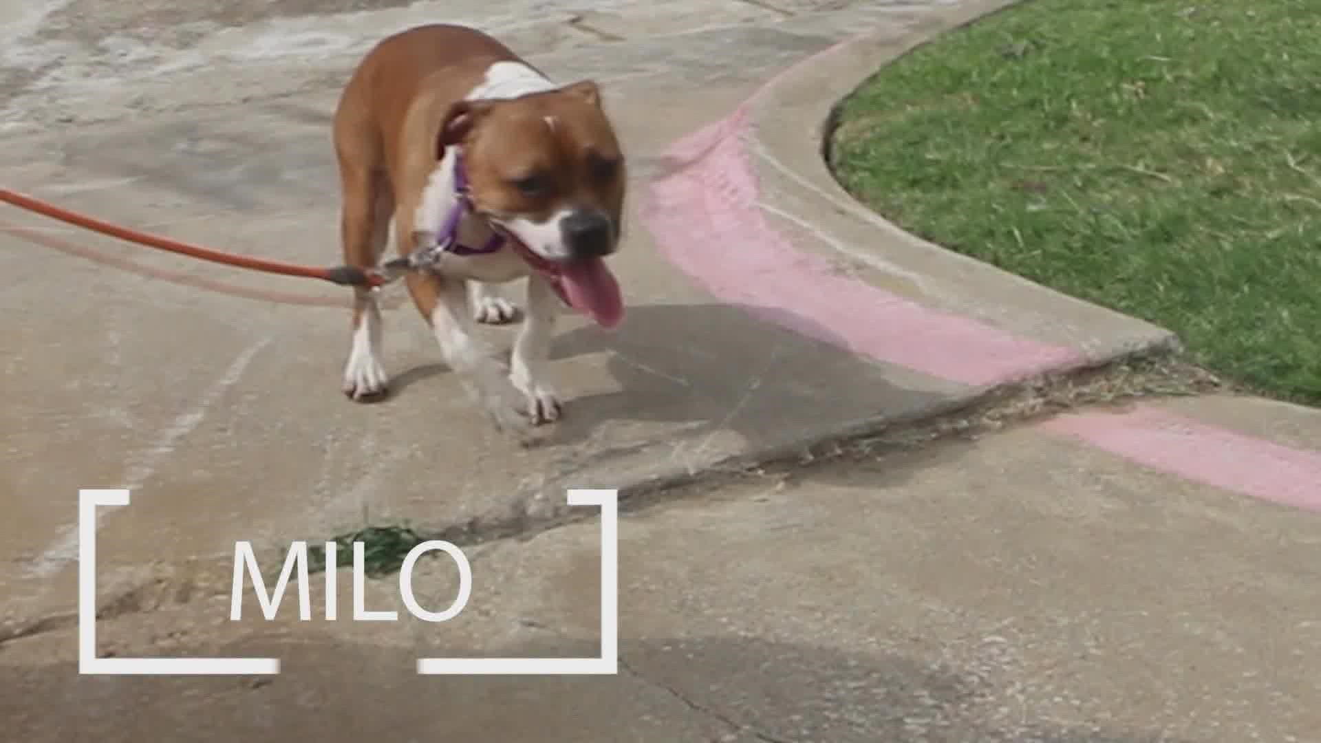 Milo is looking for his fur-ever home!