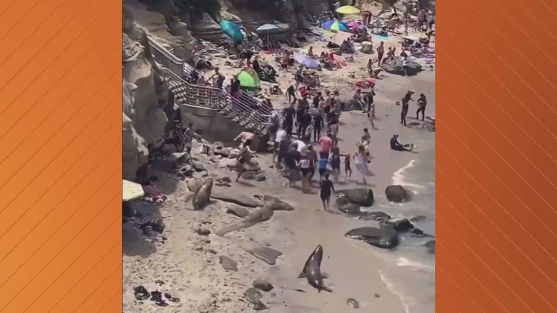 Sea lions chase beachgoers in California | wfaa.com