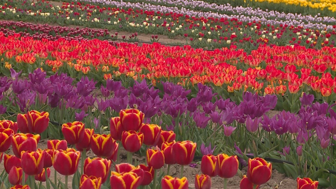 New Tulip Farm In Waxahachie And The Beautiful Purpose Behind It