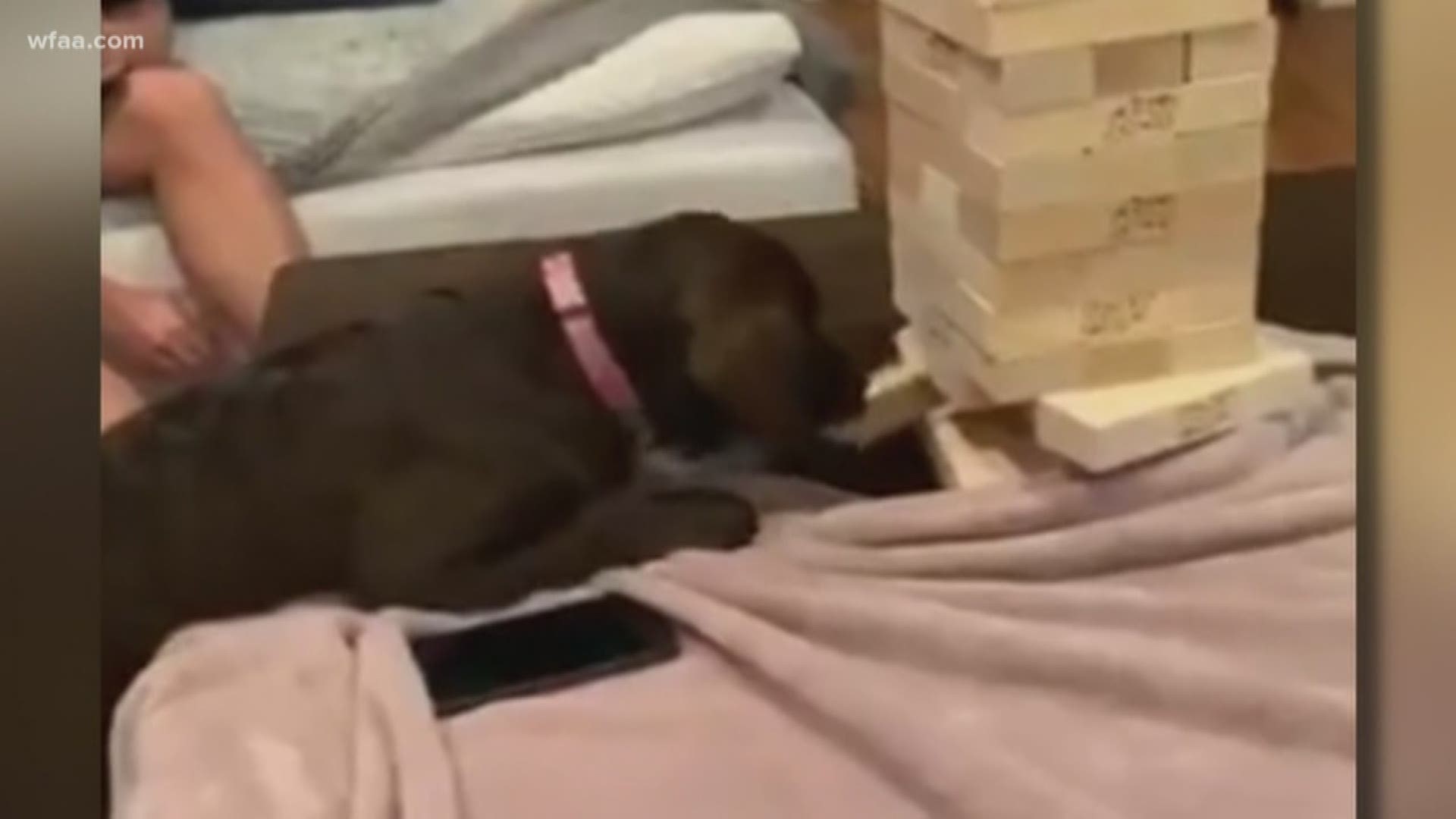 A Jenga legend was born when video captured Remy the dog dominate at the game.