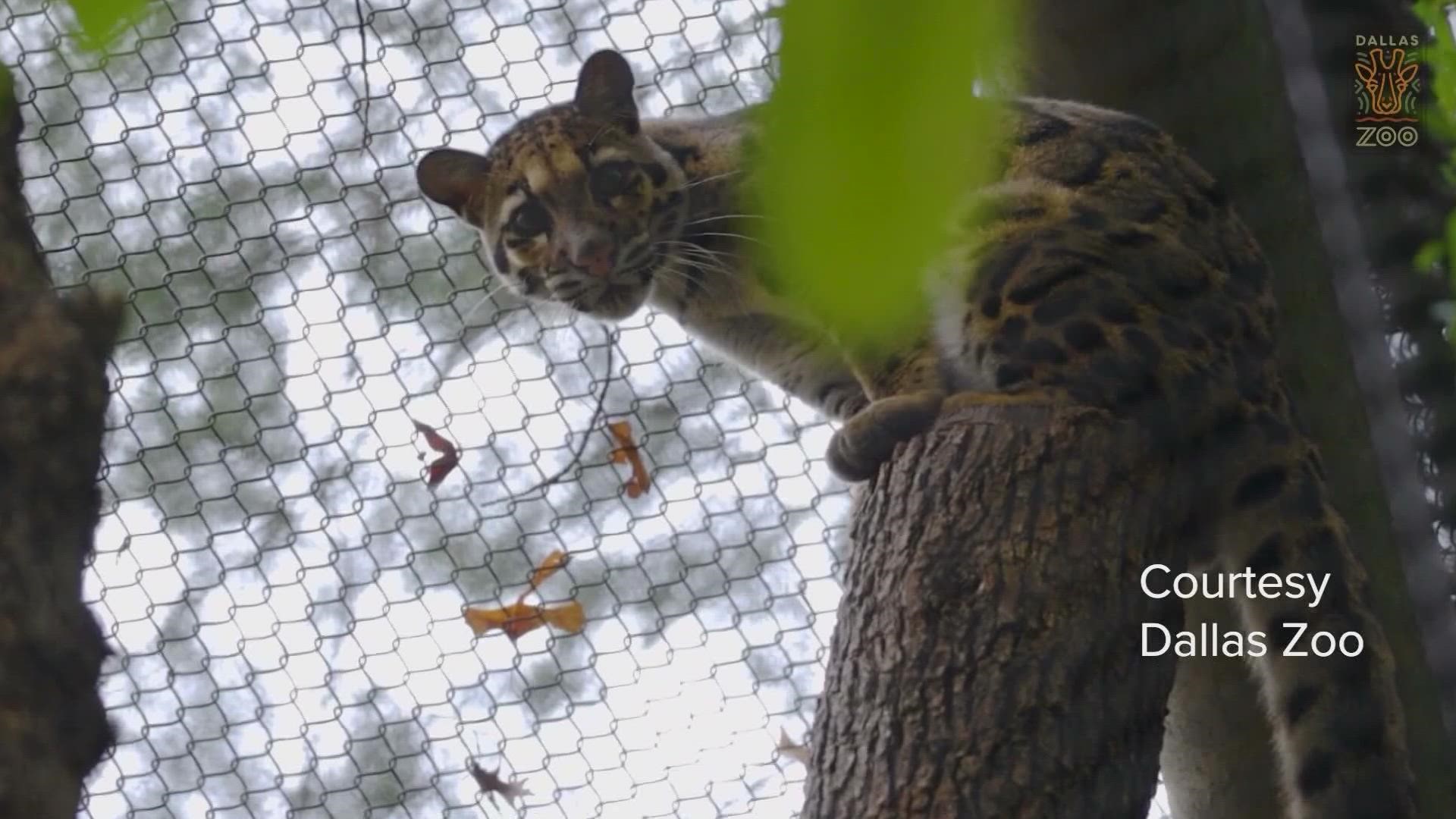 Police believe the clouded leopard's mesh fencing around her habitat was intentionally cut.