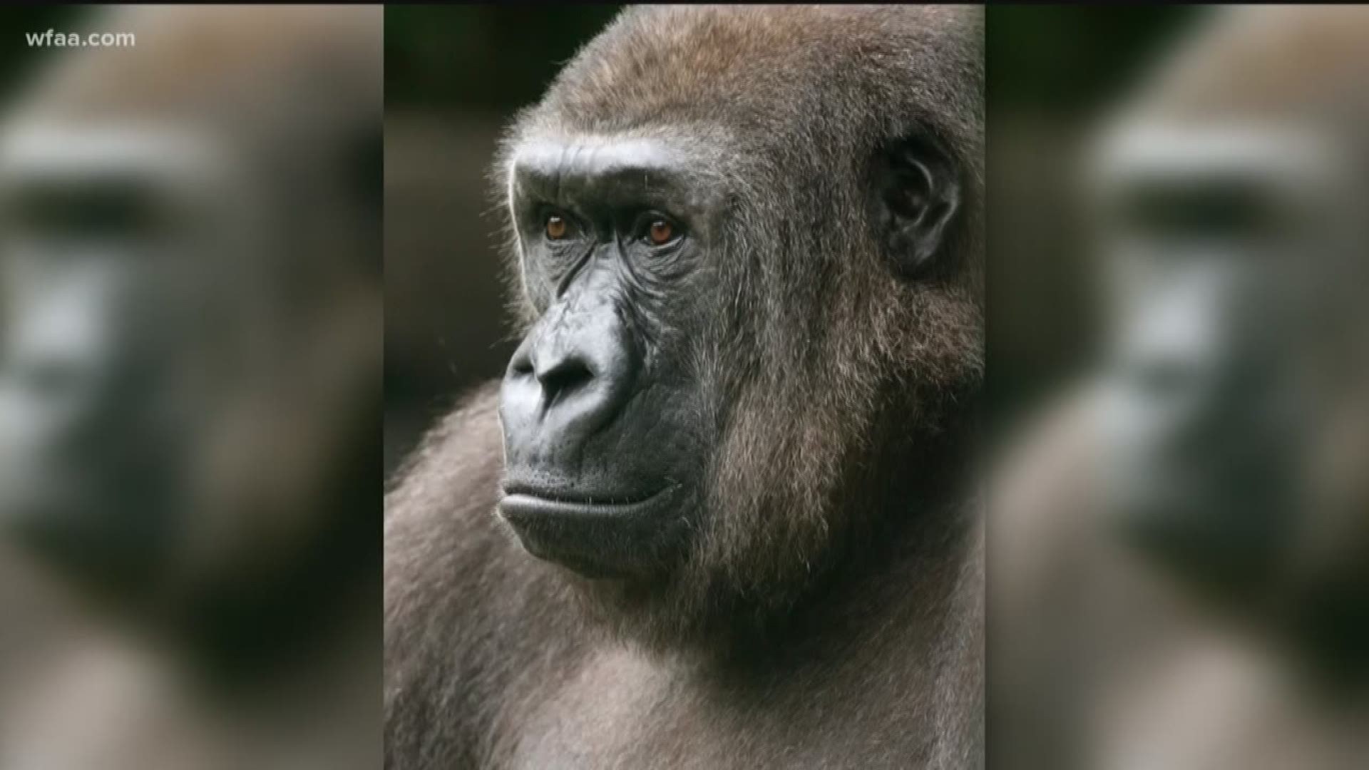 Hope was a 23-year-old western lowland gorilla.