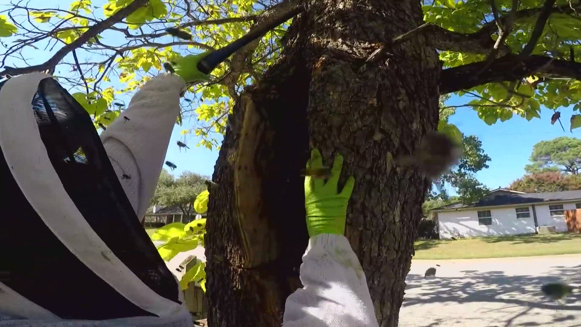 Beekeepers worked to contain multiple hives and wasp nests in the 8000 block of Cross Drive in North Richland Hills, officials say.