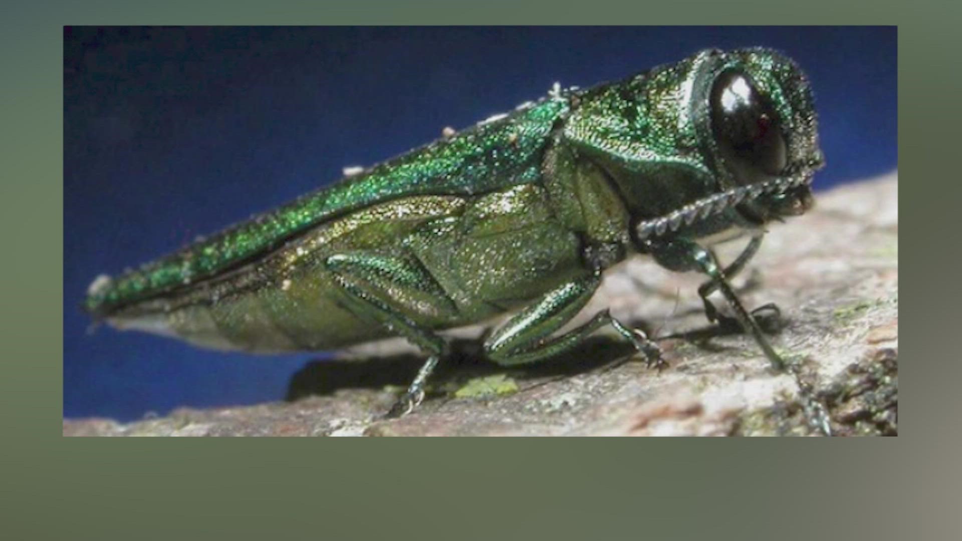 "Once emerald ash borer really gets into an area and affects the tree, it's going to be dead within two to three years if it's not treated," said Brett Johnson.