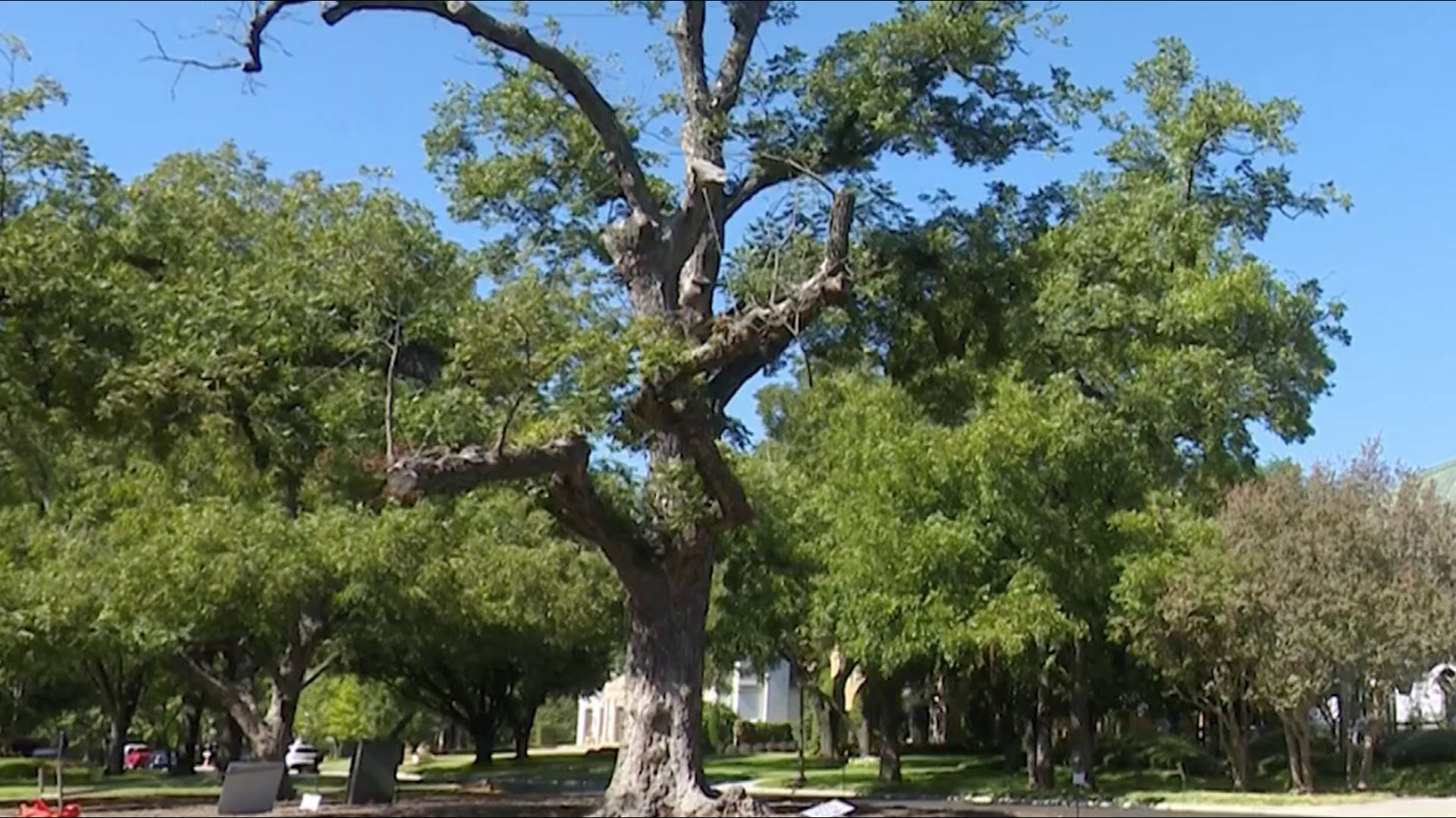 For one of the oldest celebrated trees in North Texas, neighbors are about to say goodbye to something that has meant so much to so many.