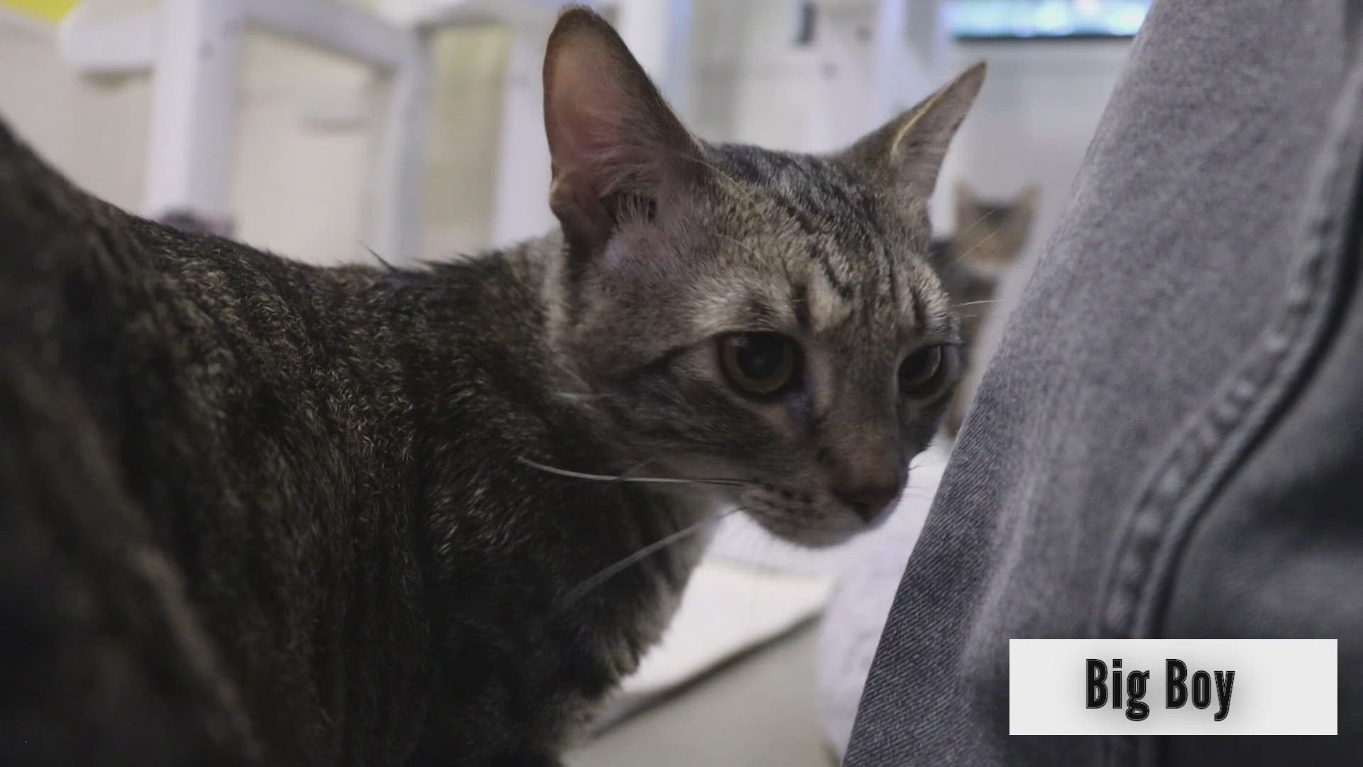 Big Boy is available for adoption through the SPCA of Texas. 