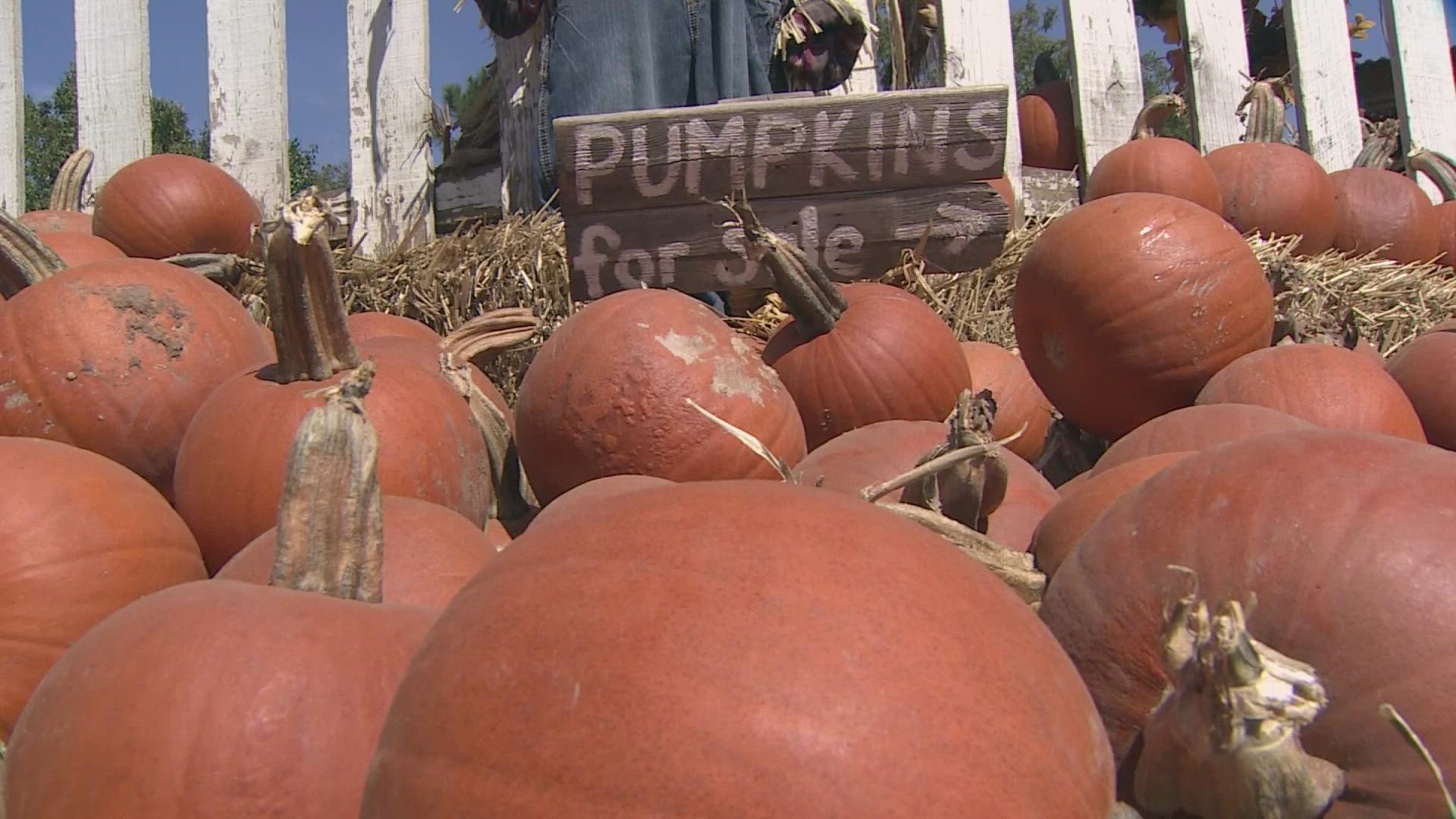 The owners of Hall’s Pumpkin Farm in Grapevine said they had to pay more to get their pumpkins in this year.