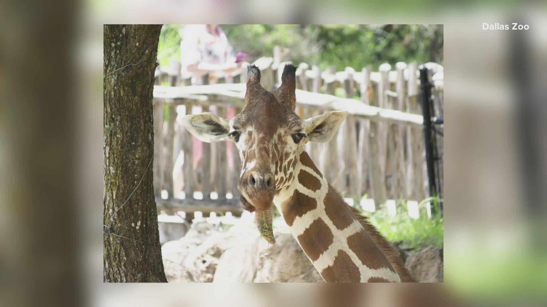 The zoo says late Friday, Dec. 29, Ferrell sustained an injury to the jaw after falling in the barn.