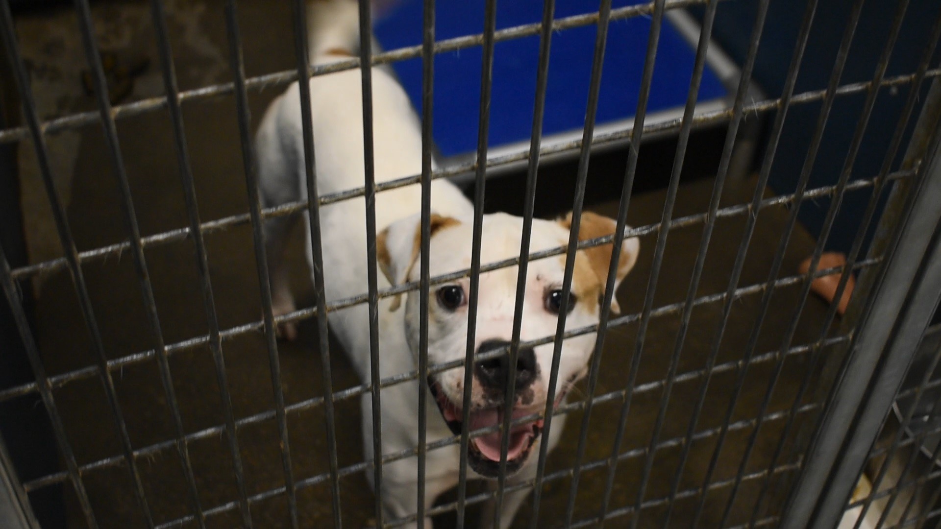 Dozens of volunteers took time out of their holiday to feed 600 dogs, cats and even a pig Thanksgiving morning.