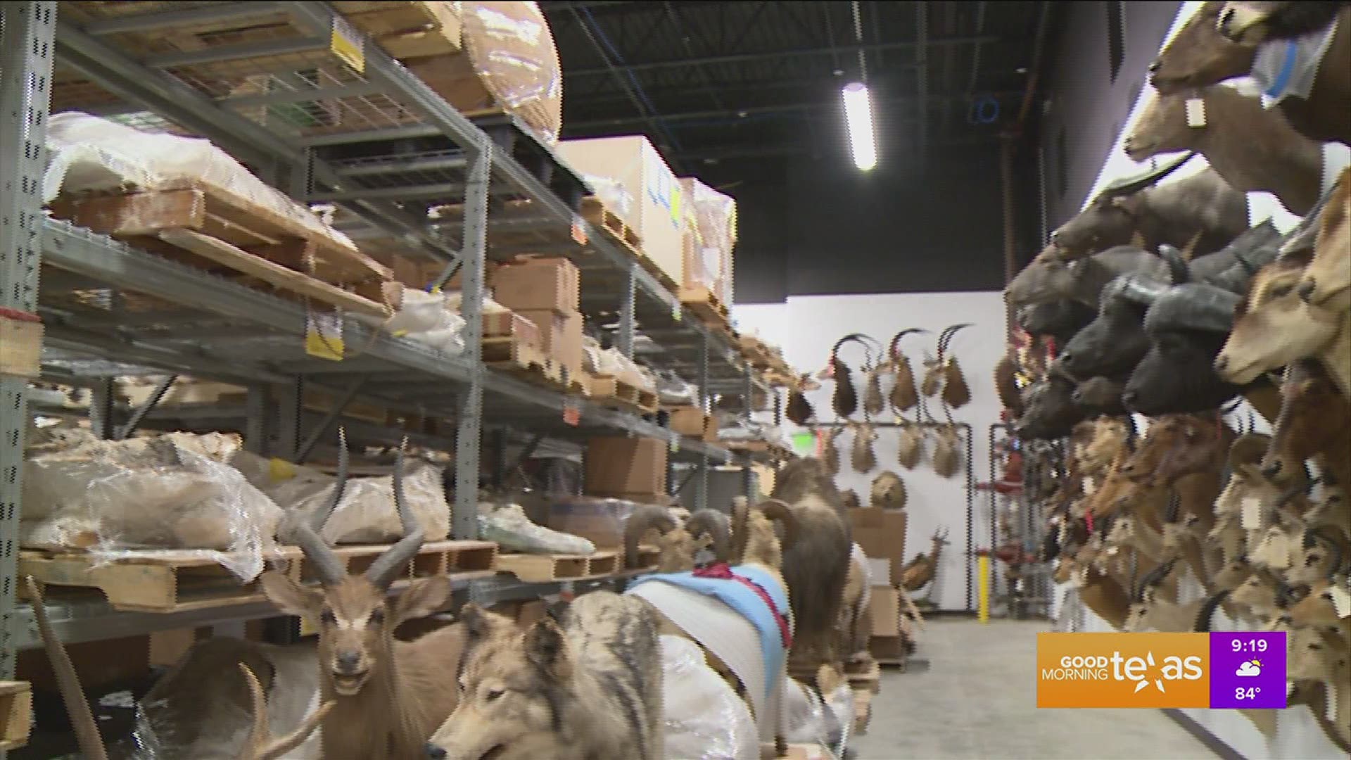 See inside the Perot Museum of Nature & Science massive collection warehouse