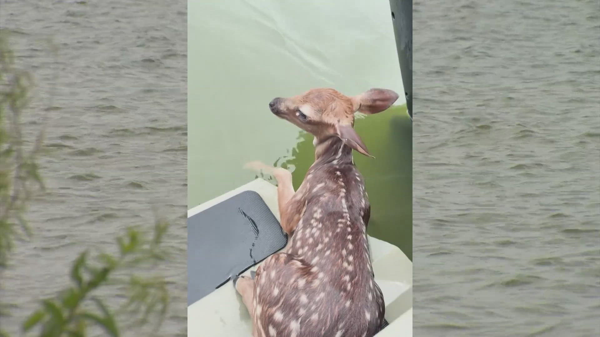 Chris Olguin spotted a small fawn struggling to keep its head above water, separated from its mother and slowing down fast.