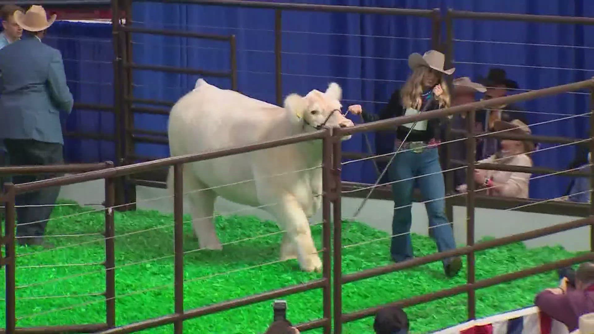 Leadfoot is a 1,324 pound European Cross and the 2024 Junior Grand Champion Steer at the Fort Worth Stock Show.