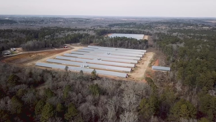 Graphic videos, pictures reveal conditions inside chicken farms in East Texas