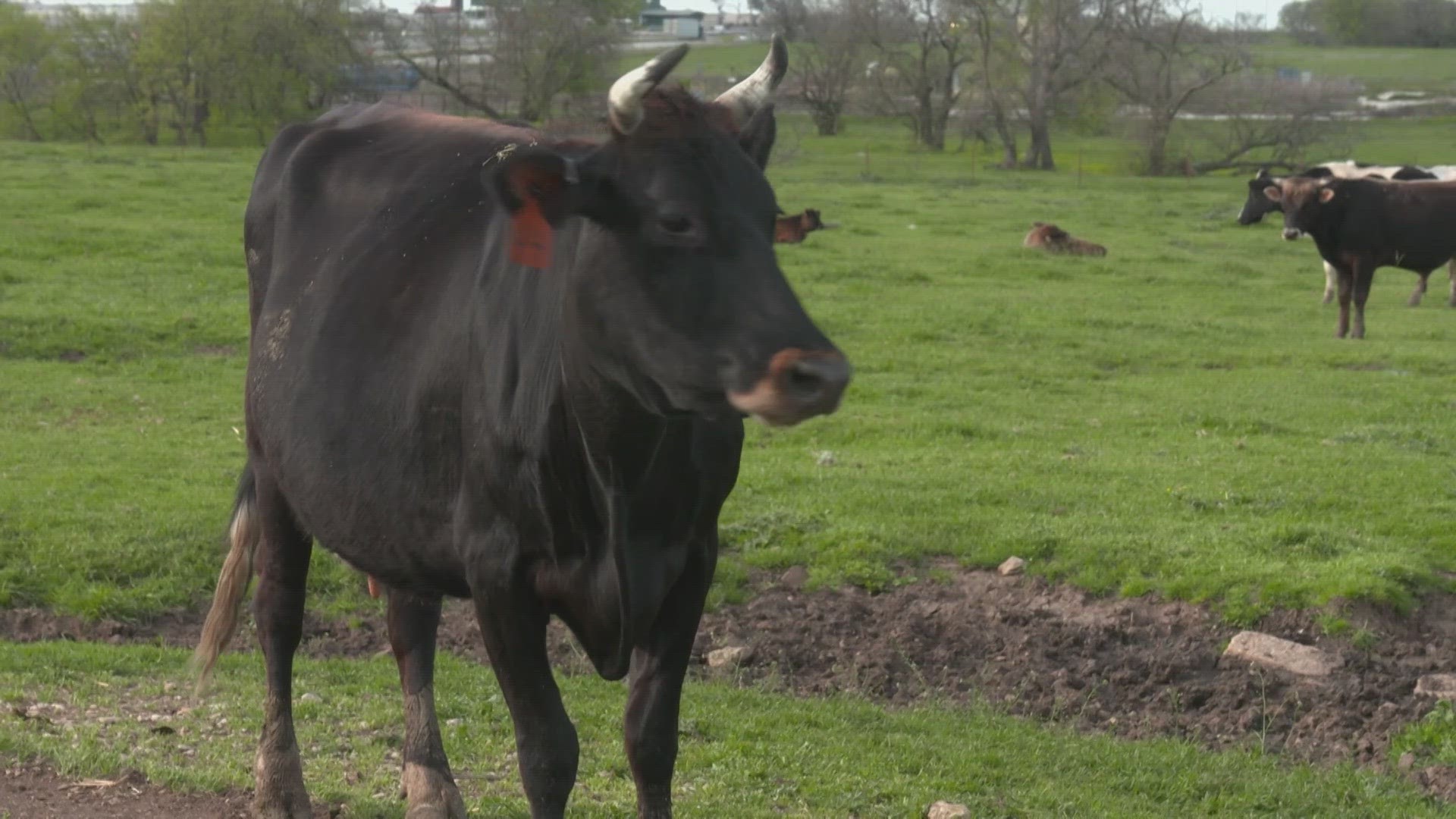 North Texas cattle are still flu-free.