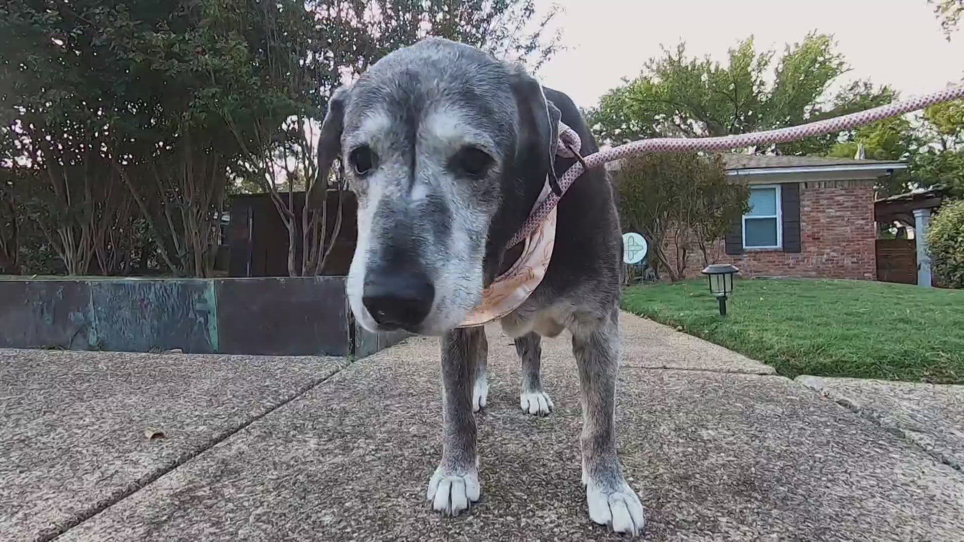 Annie died a day after her 20th birthday party. She was adopted at 19 years old after being surrendered to a Dallas shelter.