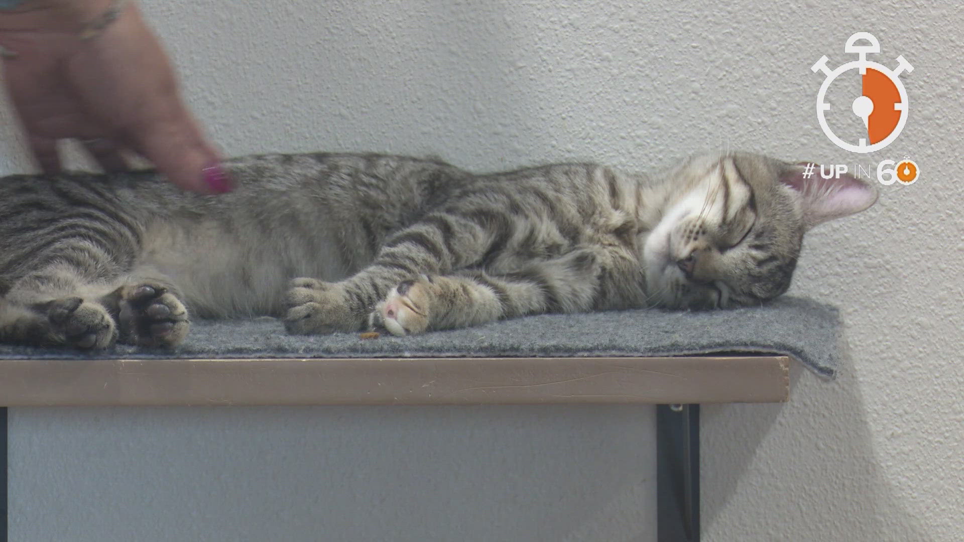 All the cats at this Dallas cat cafe are up for adoption.