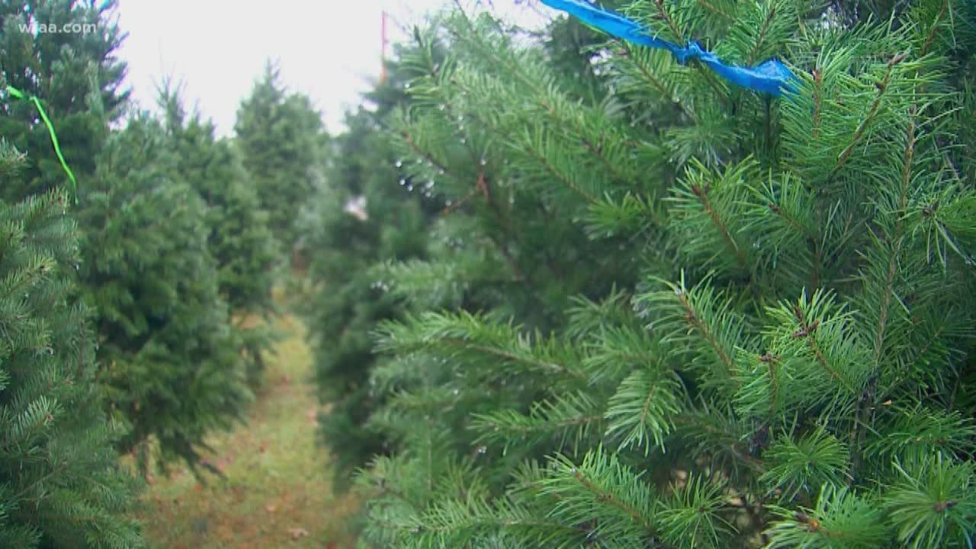 Optimist Club of Fort Worth started its annual selling of Christmas trees on Friday. They said they expect to sell 1,000 Christmas trees from Black Friday to Dec. 2