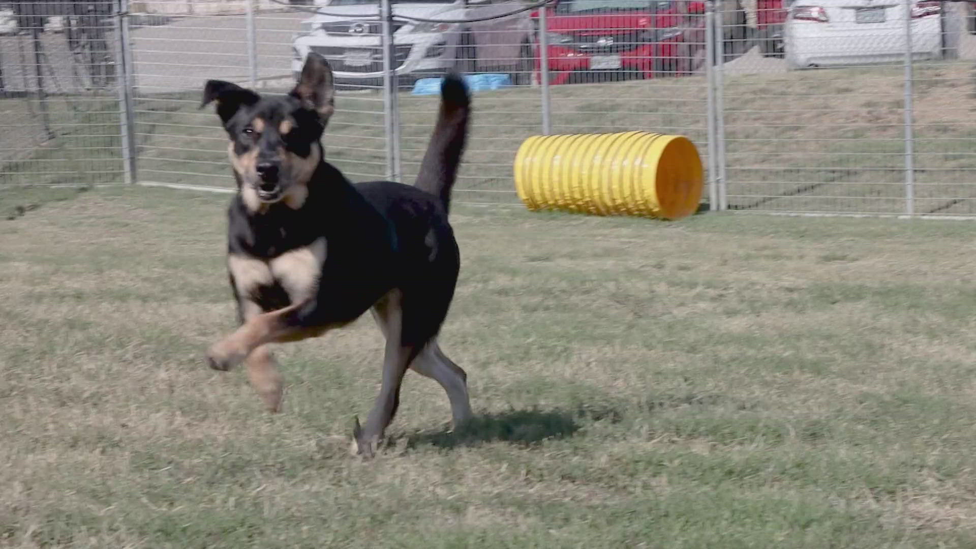 Francesca is available for adoption through the SPCA of Texas.