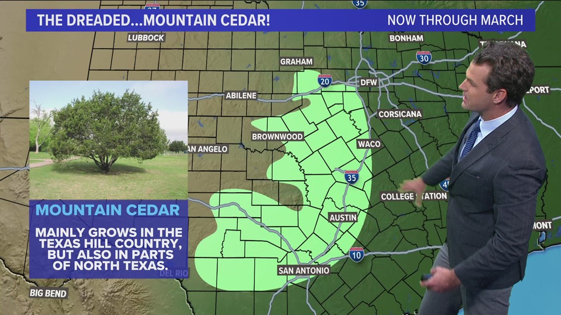 DFW weather Mountain cedar pollen count on the rise with lower