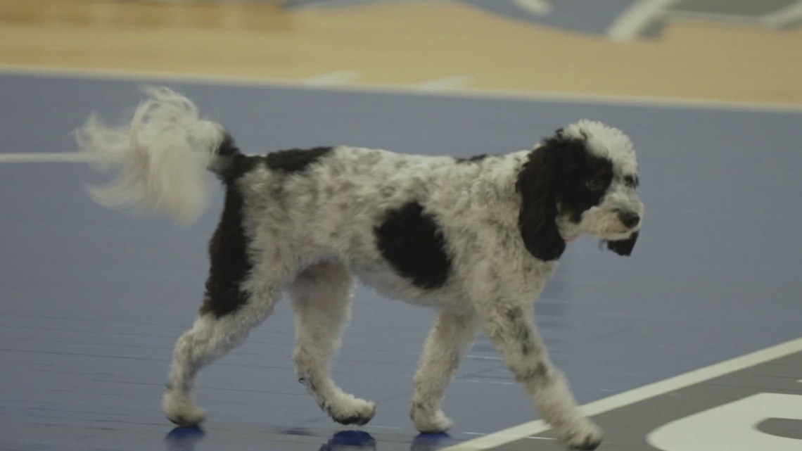 Dallas Mavericks' Bailey, the NBA's first emotional support dog, has ...