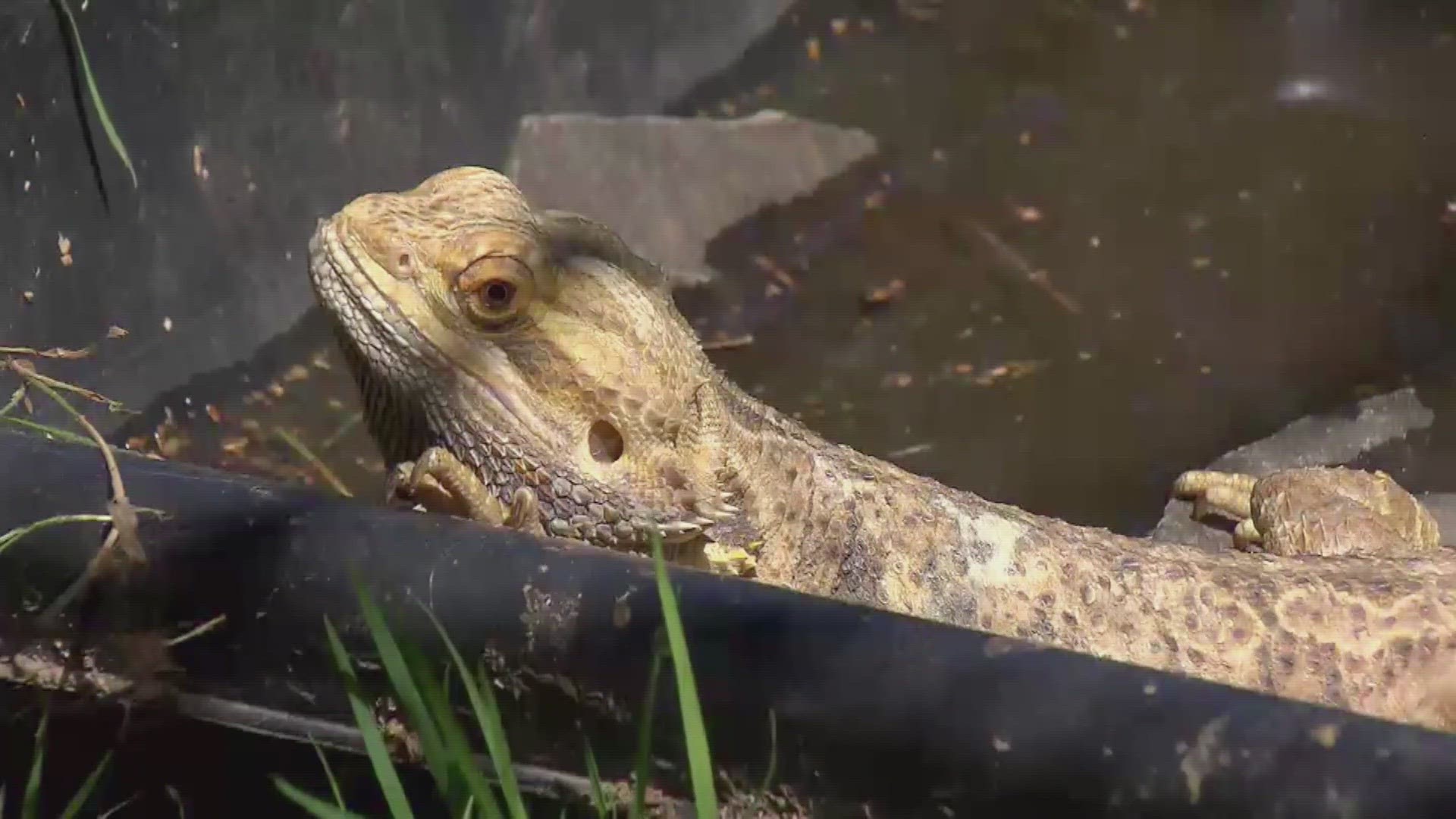 CDC Bearded dragons connected to salmonella outbreak