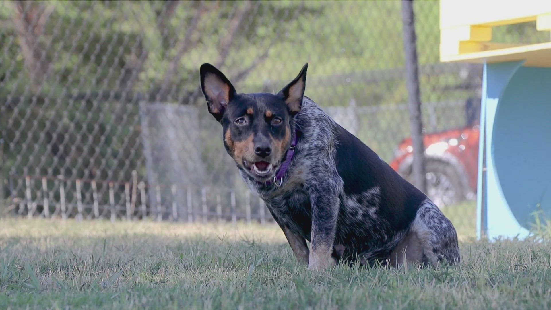 Dottie is available for adoption through the SPCA of Texas.