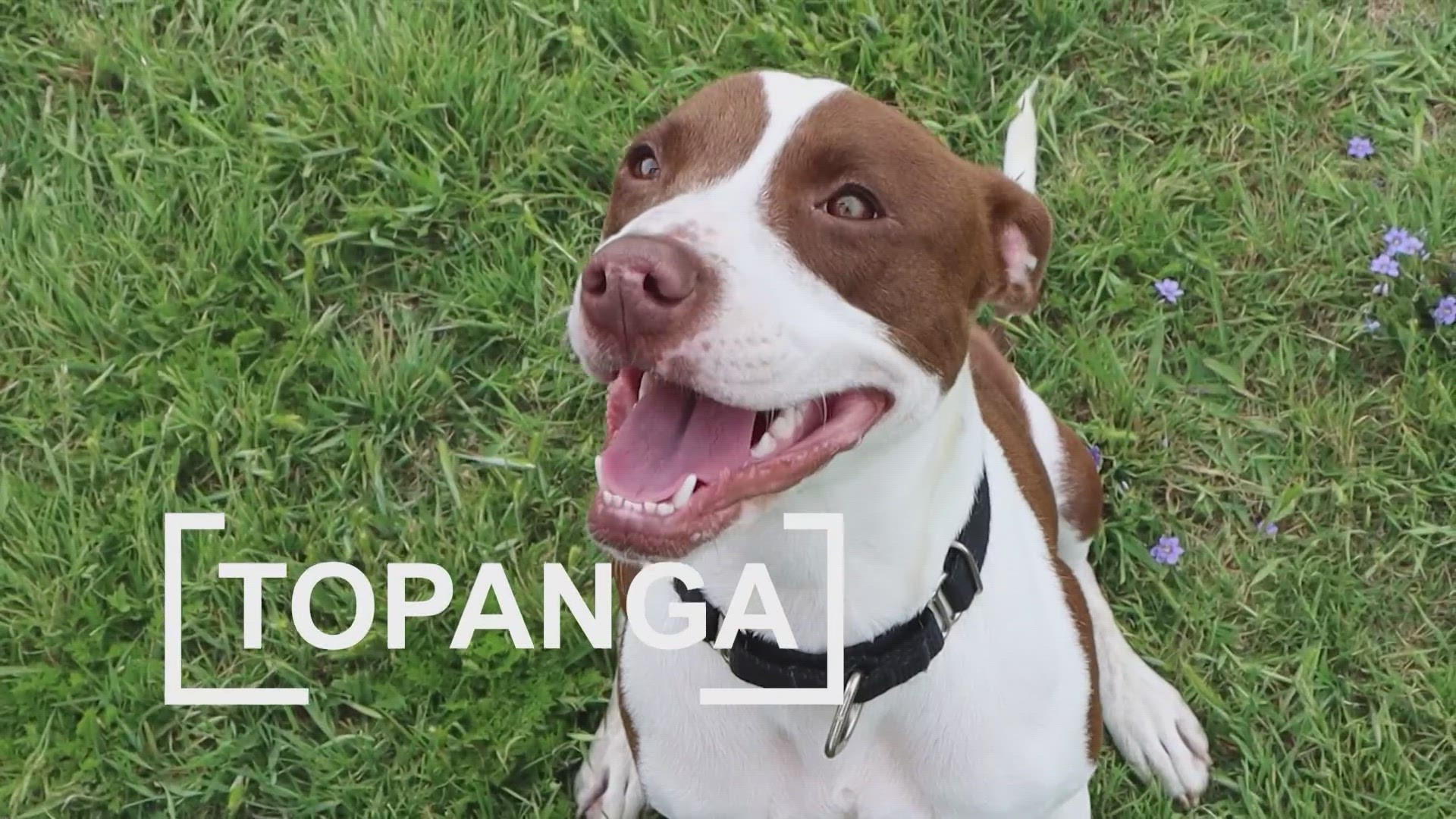 Topanga is a pit bull-terrier mix with a LOT of energy and she's looking for her forever home.